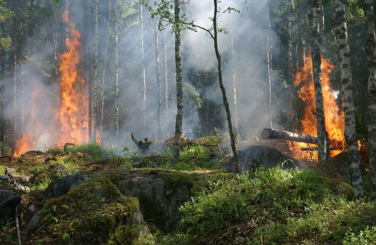 Australia Bush Fire